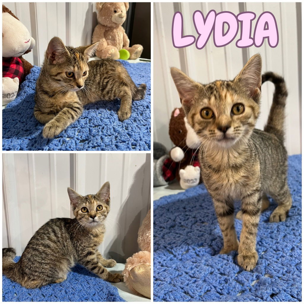 adoptable Cat in Pierceton, IN named Lydia - NN