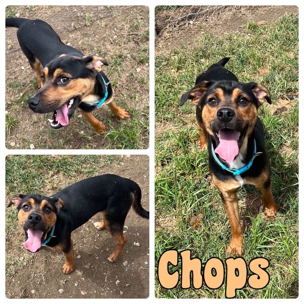 adoptable Dog in Pierceton, IN named Chops