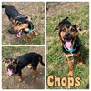 adoptable Dog in  named Chops