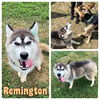 adoptable Dog in Pierceton, IN named Remington