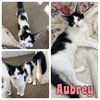 adoptable Cat in Pierceton, IN named Aubrey - NN - SR4