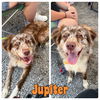 adoptable Dog in Pierceton, IN named Jupiter