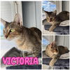 adoptable Cat in Pierceton, IN named Victoria