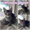 adoptable Cat in Pierceton, IN named Mint Chocolate Chip - NN