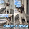 adoptable Cat in Pierceton, IN named Cookies N Cream - NN