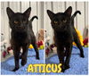 adoptable Cat in Pierceton, IN named Atticus - PetSmart