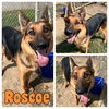 adoptable Dog in Pierceton, IN named Zero (Roscoe)