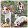 adoptable Dog in Pierceton, IN named Spike