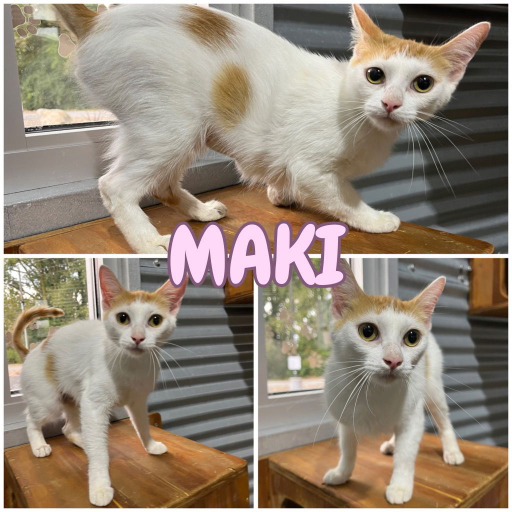 adoptable Cat in Pierceton, IN named Maki