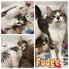 adoptable Cat in Pierceton, IN named Fudge - NN