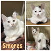 adoptable Cat in Pierceton, IN named Smores - NN