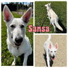 adoptable Dog in Pierceton, IN named Sansa