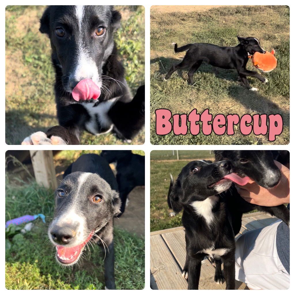 adoptable Dog in Pierceton, IN named Buttercup - NN