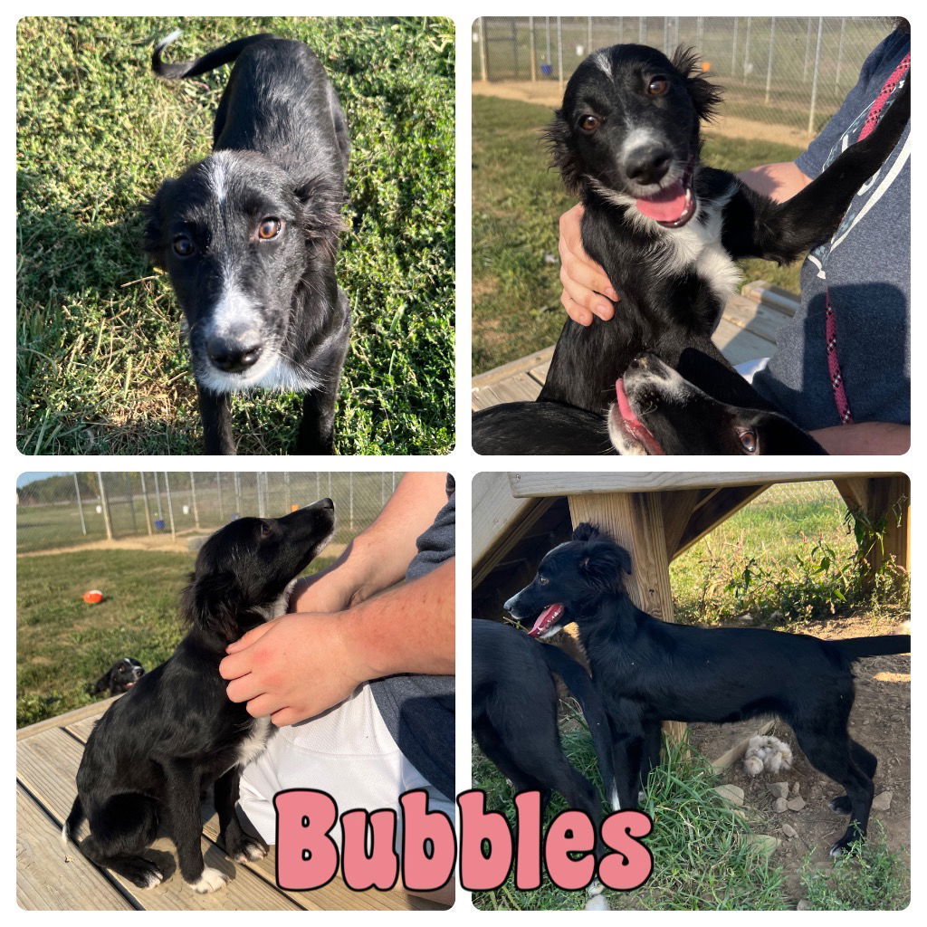 adoptable Dog in Pierceton, IN named Bubbles