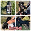 adoptable Dog in  named Bubbles