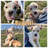 adoptable Dog in  named Bugatti - NN