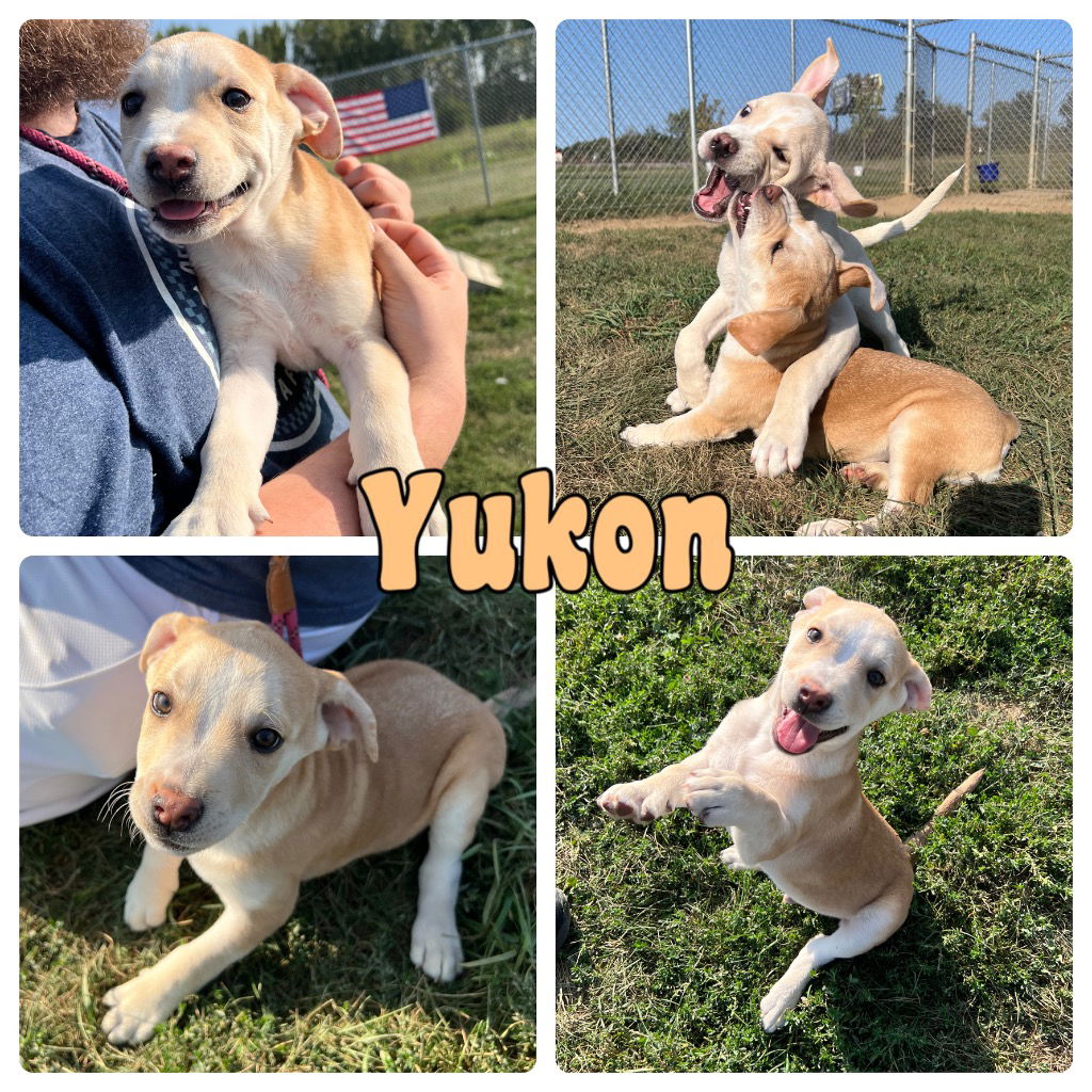 adoptable Dog in Pierceton, IN named Yukon - NN