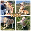 adoptable Dog in  named Yukon - NN