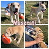 adoptable Dog in Pierceton, IN named Maserati - NN