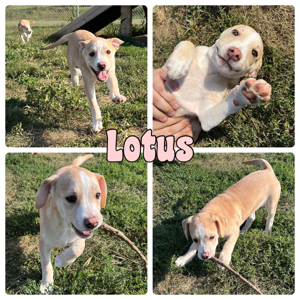 adoptable Dog in Pierceton, IN named Lotus - NN