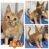 adoptable Cat in , IN named Ajax - NN