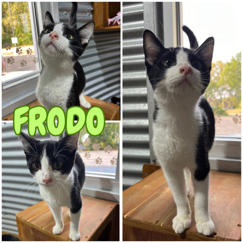 adoptable Cat in Pierceton, IN named Frodo - PetSmart