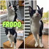 adoptable Cat in , IN named Frodo - PetSmart