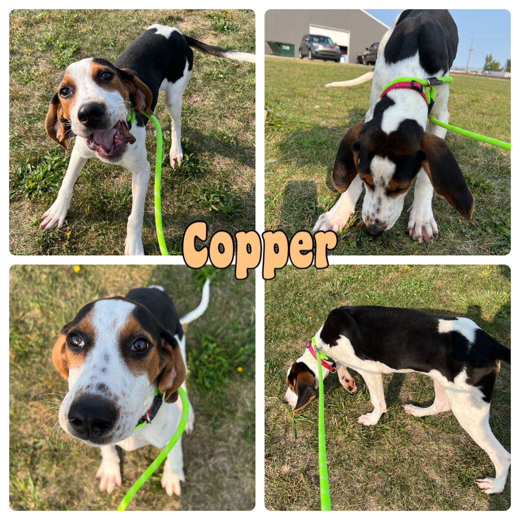 adoptable Dog in Pierceton, IN named Copper - NN