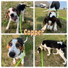 adoptable Dog in , IN named Copper - NN