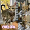 adoptable Cat in , IN named Chelsea - Silo