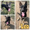 adoptable Dog in Pierceton, IN named Leo