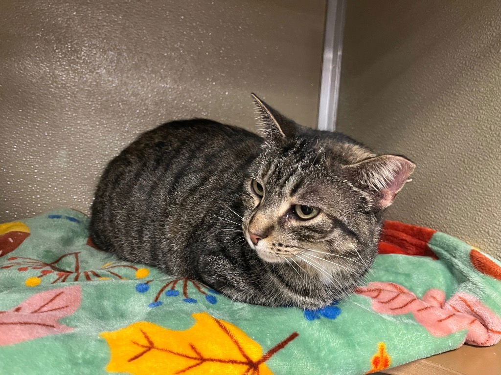 adoptable Cat in Pierceton, IN named Henrietta - Sponsored