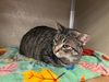 adoptable Cat in Pierceton, IN named Henrietta - Sponsored