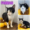 adoptable Cat in Pierceton, IN named Farrah