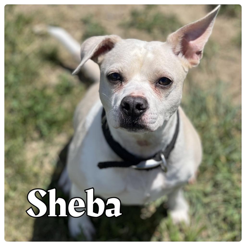 adoptable Dog in Pierceton, IN named Sheba