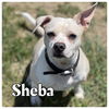 adoptable Dog in Pierceton, IN named Sheba