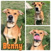 adoptable Dog in , IN named Benny