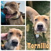 adoptable Dog in  named Tornillo (Toe Nail)