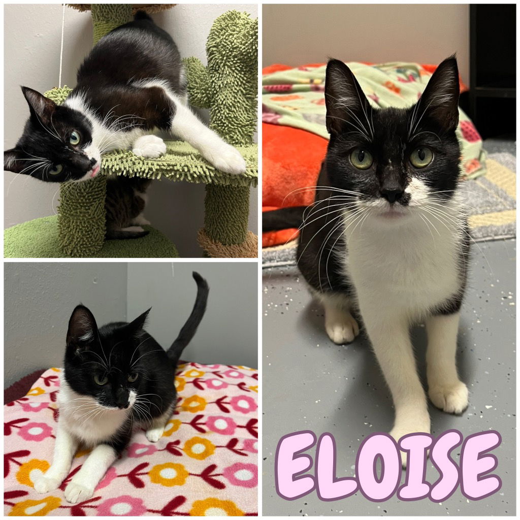 adoptable Cat in Pierceton, IN named Eloise - NN