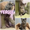 adoptable Cat in Pierceton, IN named Fergie