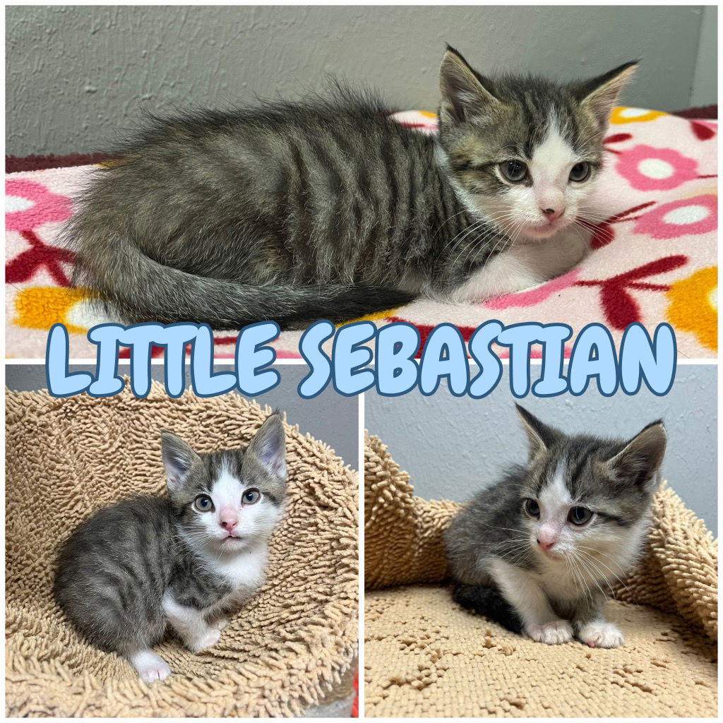 adoptable Cat in Pierceton, IN named Little Sebastian