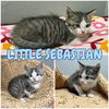 adoptable Cat in , IN named Little Sebastian