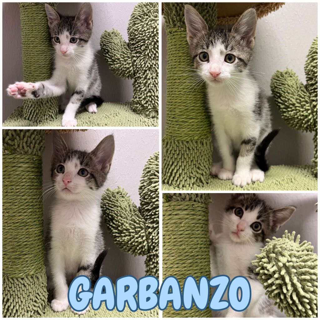 adoptable Cat in Pierceton, IN named Garbanzo - NN