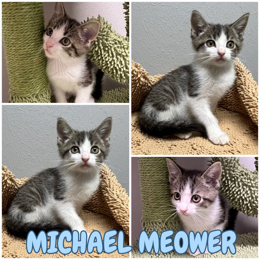 adoptable Cat in Pierceton, IN named Michael Meowers - NN