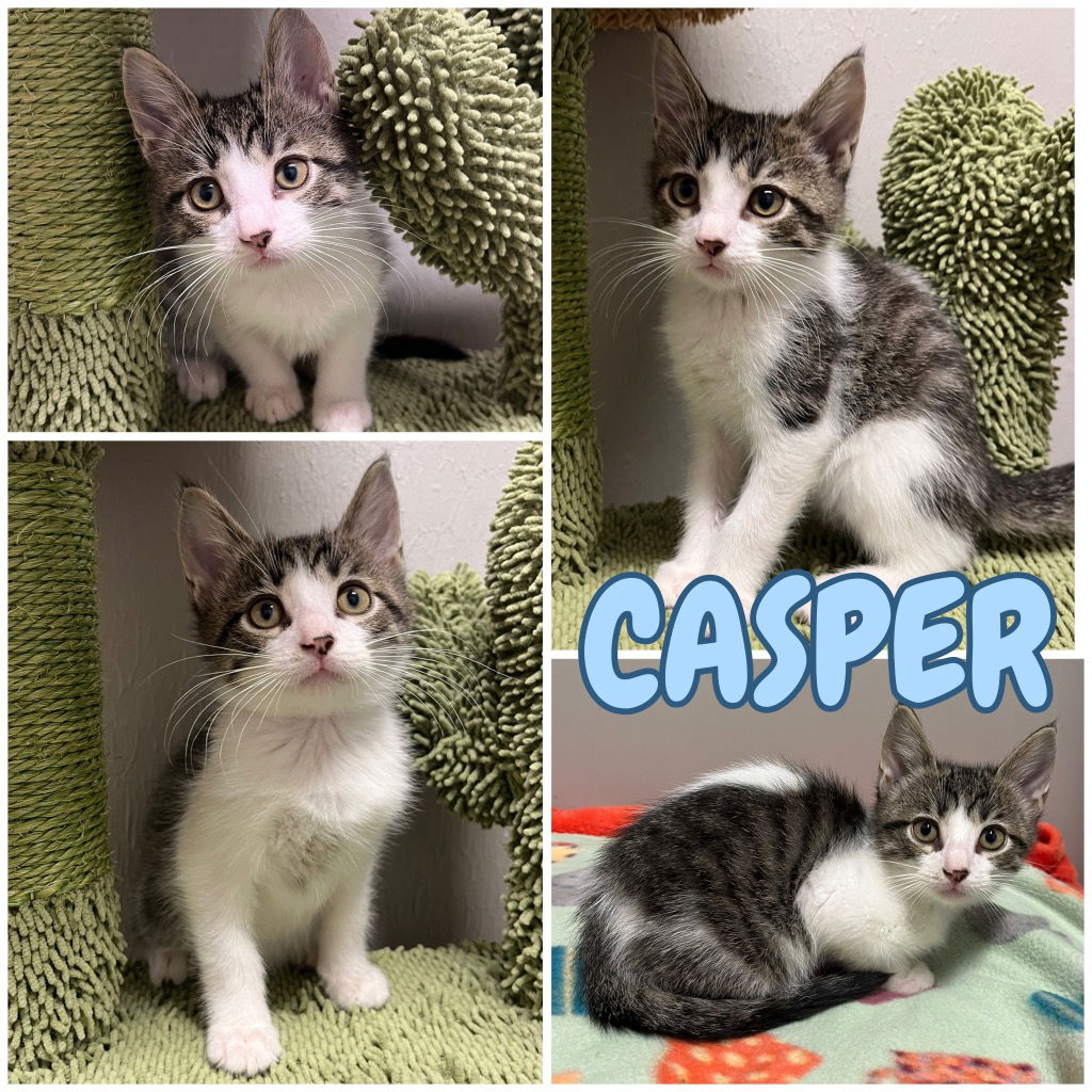 adoptable Cat in Pierceton, IN named Casper