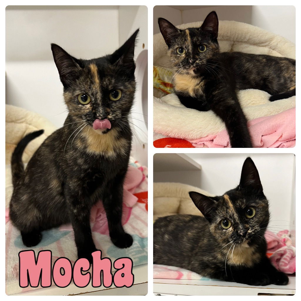 adoptable Cat in Pierceton, IN named Mocha - NN