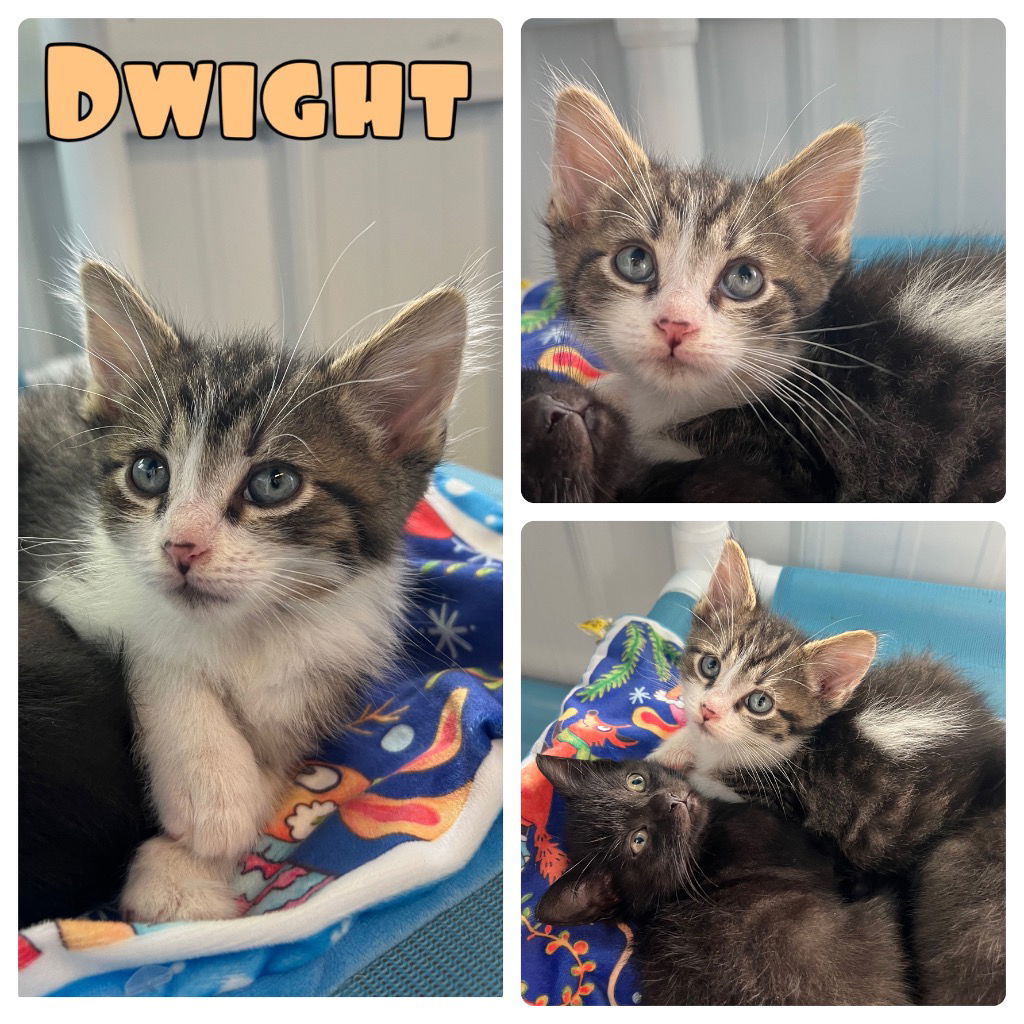 adoptable Cat in Pierceton, IN named Dwight - NN