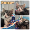 adoptable Cat in , IN named Dwight - NN