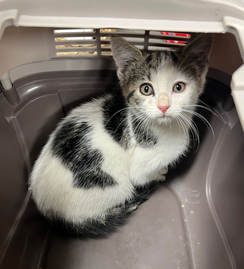 adoptable Cat in Pierceton, IN named Gabby - NN - SR4