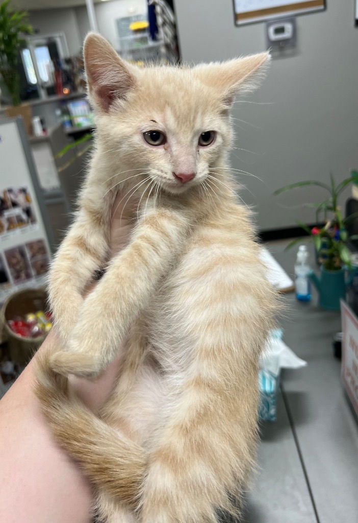 adoptable Cat in Pierceton, IN named Mario - NN